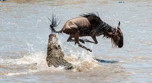 Serengeti river crossings Safaris
