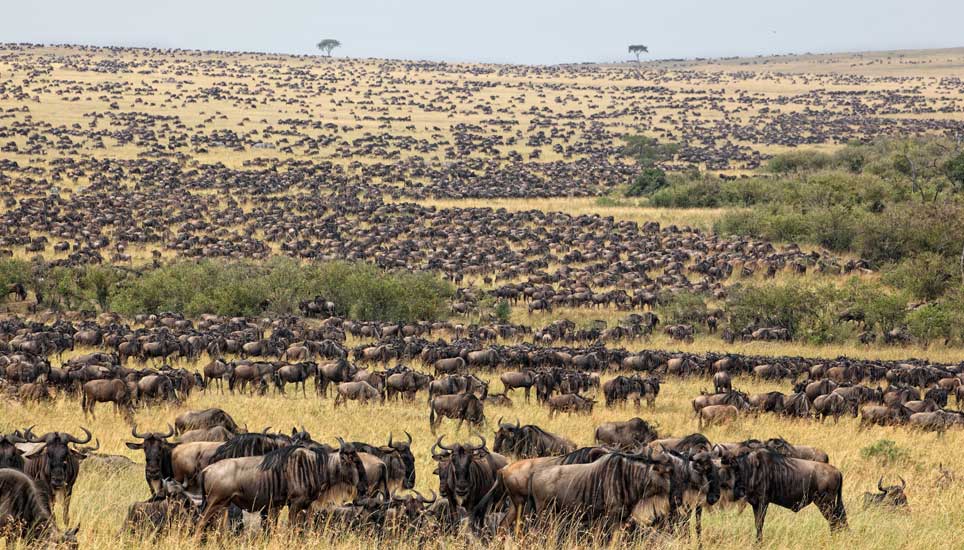 6 Days Drive-In Fly-Out Grumeti River Migration Safari