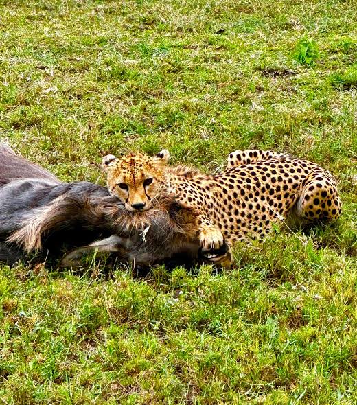 Two cheetahs on the plains during a 4-day private Serengeti Ndutu safari