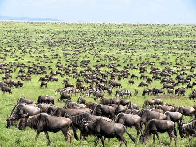 Wildebeest migration in the Ndutu area of the southern Serengeti