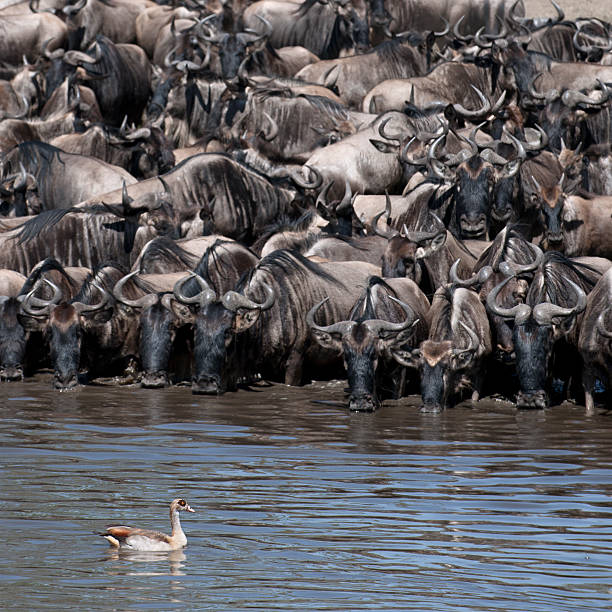Travelers on an overland wildlife game drive during a 5-day Central Serengeti safari tour