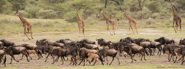 Tourists tracking migratory herds during a 5-day Serengeti Ndutu wildlife game drive safari