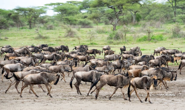 Wildebeest herds on the move during a 5-day Serengeti Ndutu migration safari tour in Tanzania