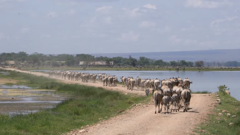 A panoramic view of the Great Wildebeest Migration covering the vast plains of the 5-days Ndutu safari area