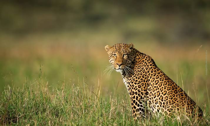 Panoramic view of Serengeti National Park savanna landscape
