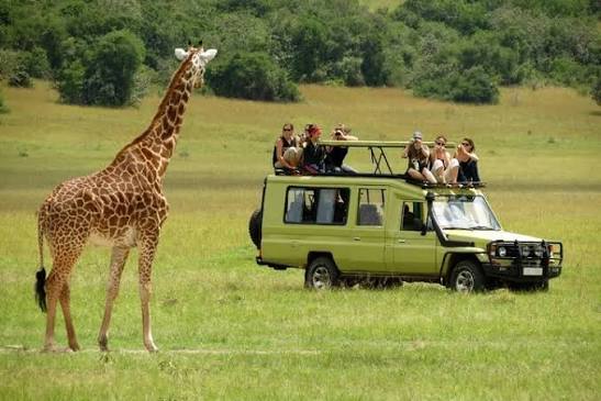 Best Mikumi National Park tours and game drive itineraries