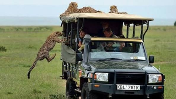 Full day Mikumi National Park safari tour experience from Morogoro or Dar es Salaam