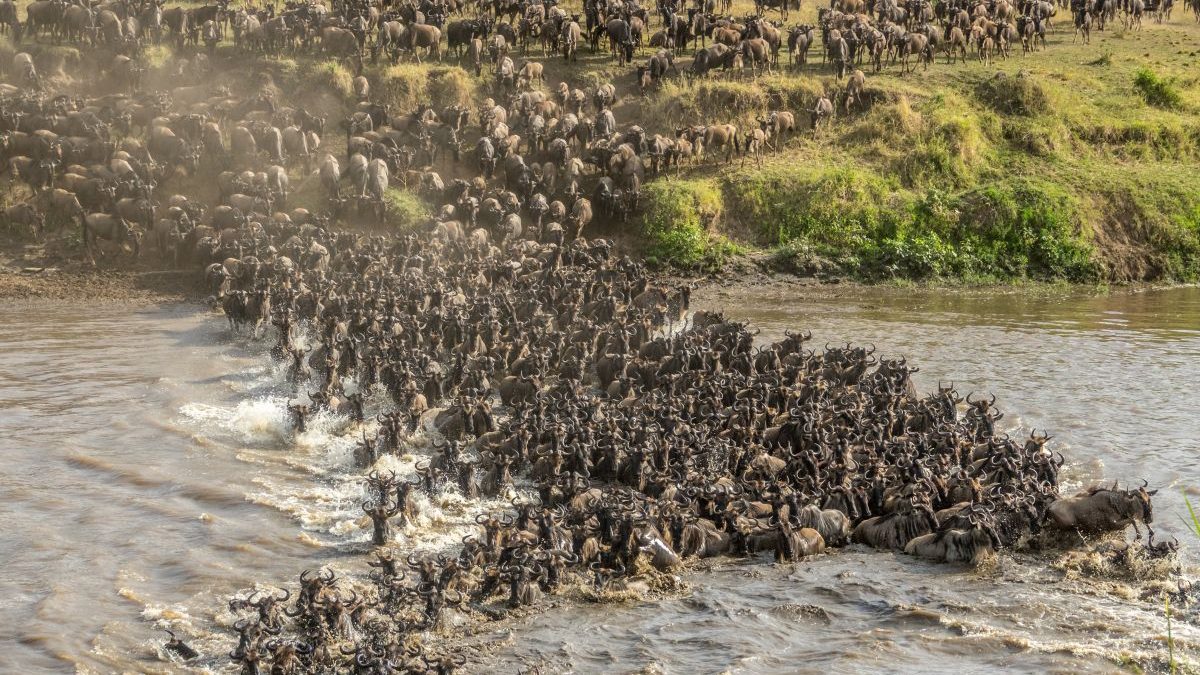 Wildebeest migration herd crossing the Mara River in Northern Serengeti