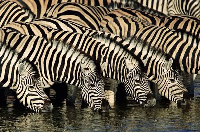 Wildebeest migration moving through the Grumeti region of the Serengeti ecosystem