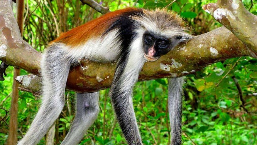 Rare Red Colobus monkeys in Jozani Chwaka Bay National Park