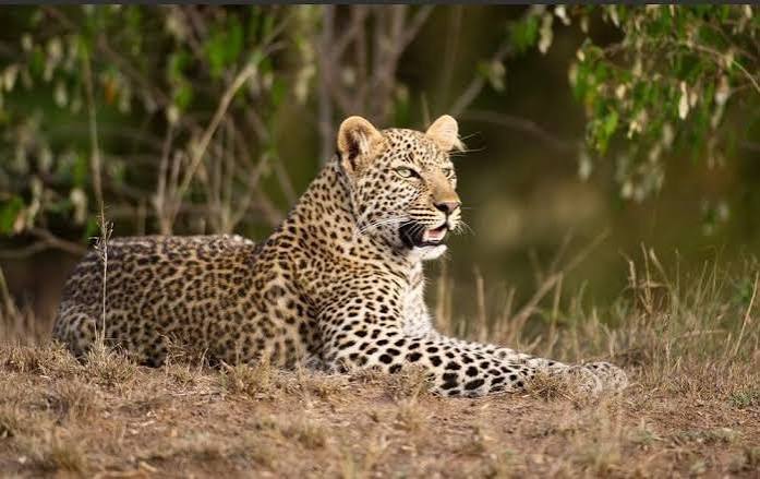 Luxury Mikumi National Park safari package and accommodations