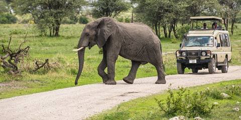Mikumi National Park day trip safari experience