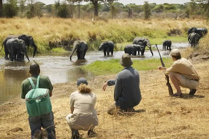 Mikumi National Park wildlife game drive experience in Tanzania