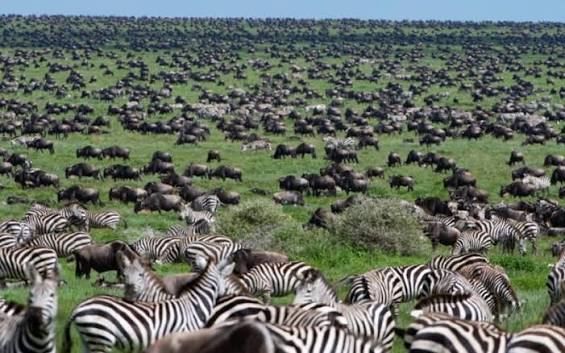 Wildlife viewing during the Great Wildebeest Migration calving season on an overland Ndutu safari