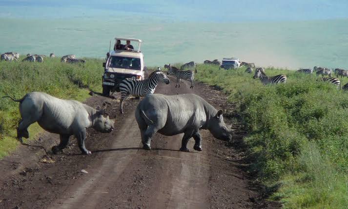 Rare Black Rhino Grazing in the Ngorongoro Crater Tanzania