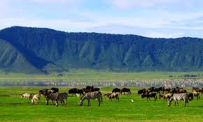 Massive herds of wild animals grazing on the crater floor of the Ngorongoro Conservation Area
