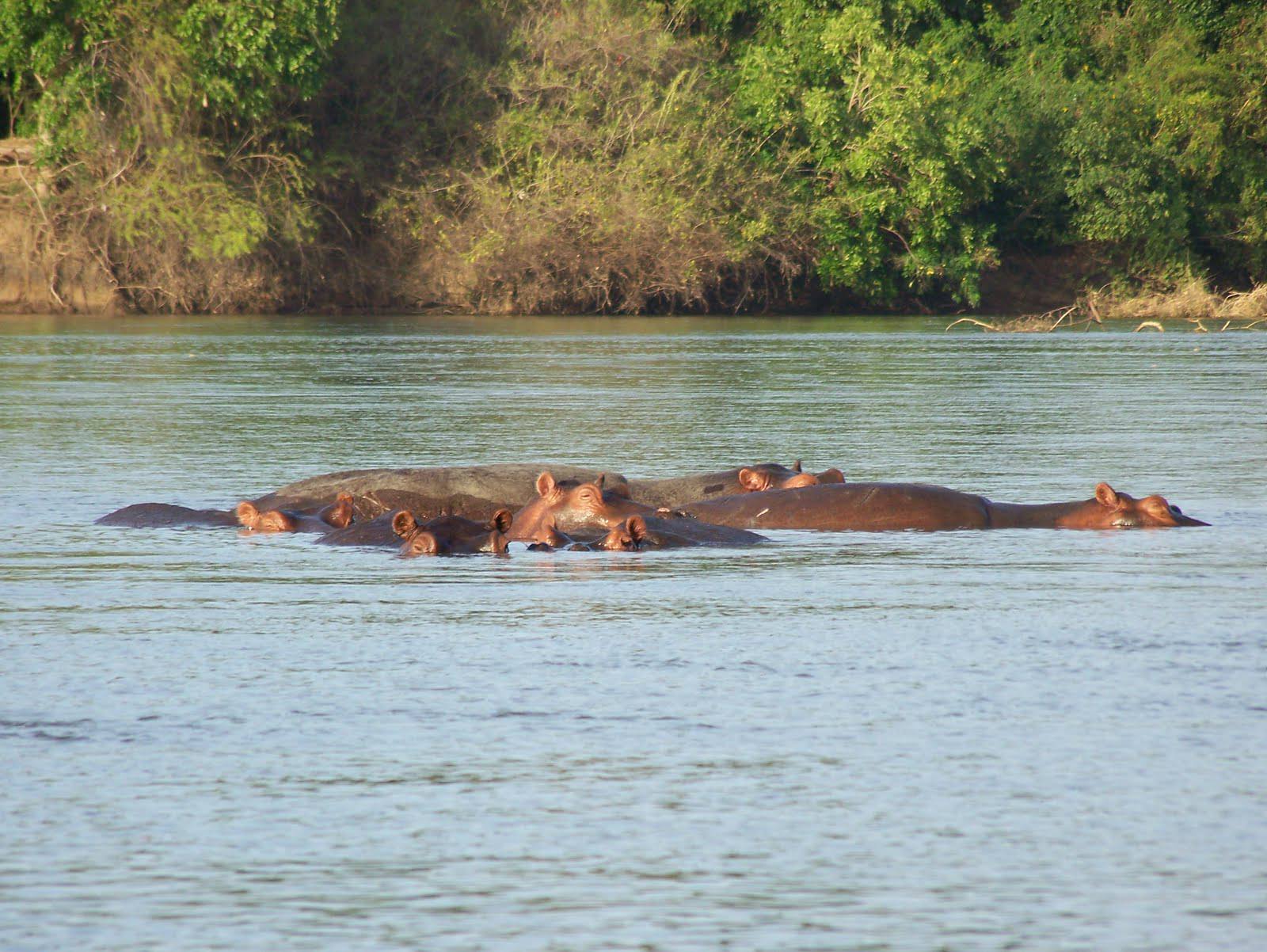 Nyerere National Park Safari from Dar es Salaam