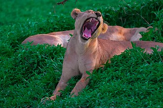 3 Days Nyerere National Park Safari