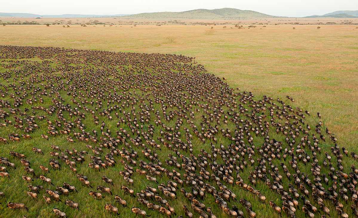 National parks and game reserves in Tanzania safari circuits