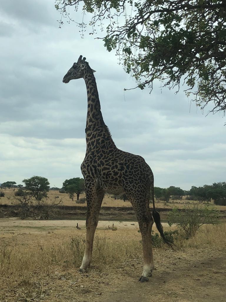 Masai giraffe walking through Tarangire National Park during a 1-Day Tanzania private safari