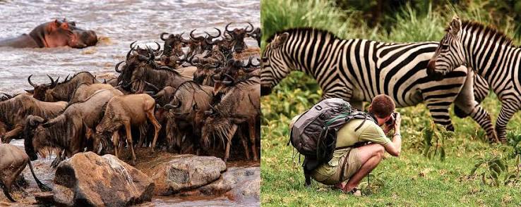 Wildebeest migration herd moving across the Serengeti plains in Tanzania