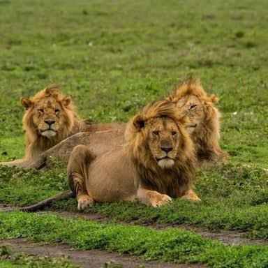 Zanzibar wildlife safari day trip tour experience