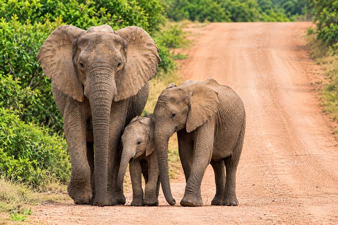 Tarangire Game Drive