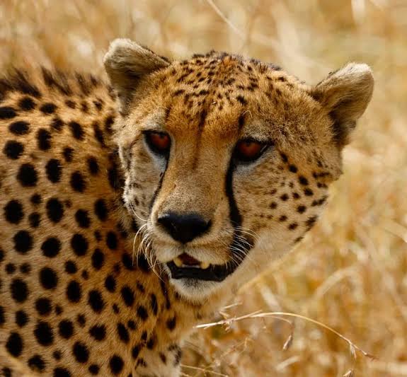 AFCON 2027 Tanzania Savanna Wildlife View