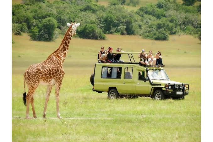 AFCON 2027 Tourists Champagne Celebration on Tanzania Safari
