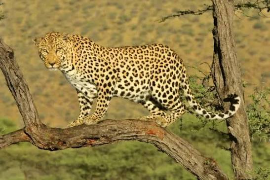 Spotting a solitary African leopard perched safely on an acacia tree branch