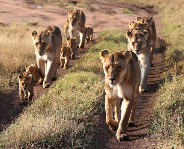 African lion pride resting in the grassy plains of Serengeti National Park