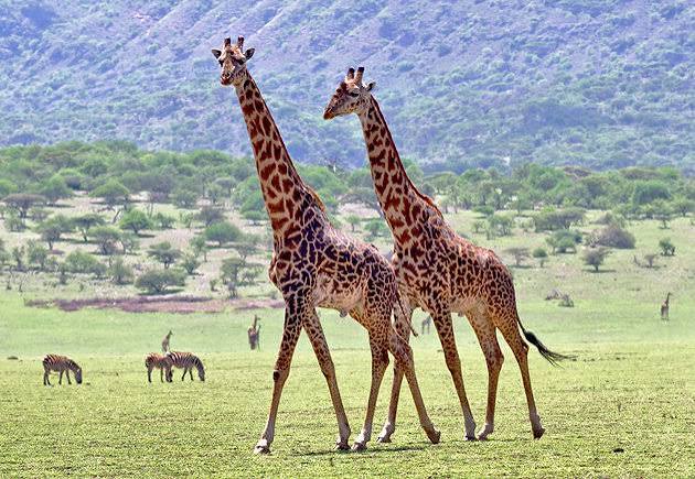 Abundant wildlife and herds grazing on the green volcanic floor of the Ngorongoro Crater