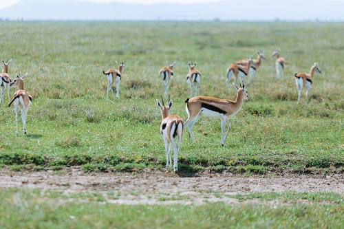 4 days Tanzania group Join safari tour 2026-2027