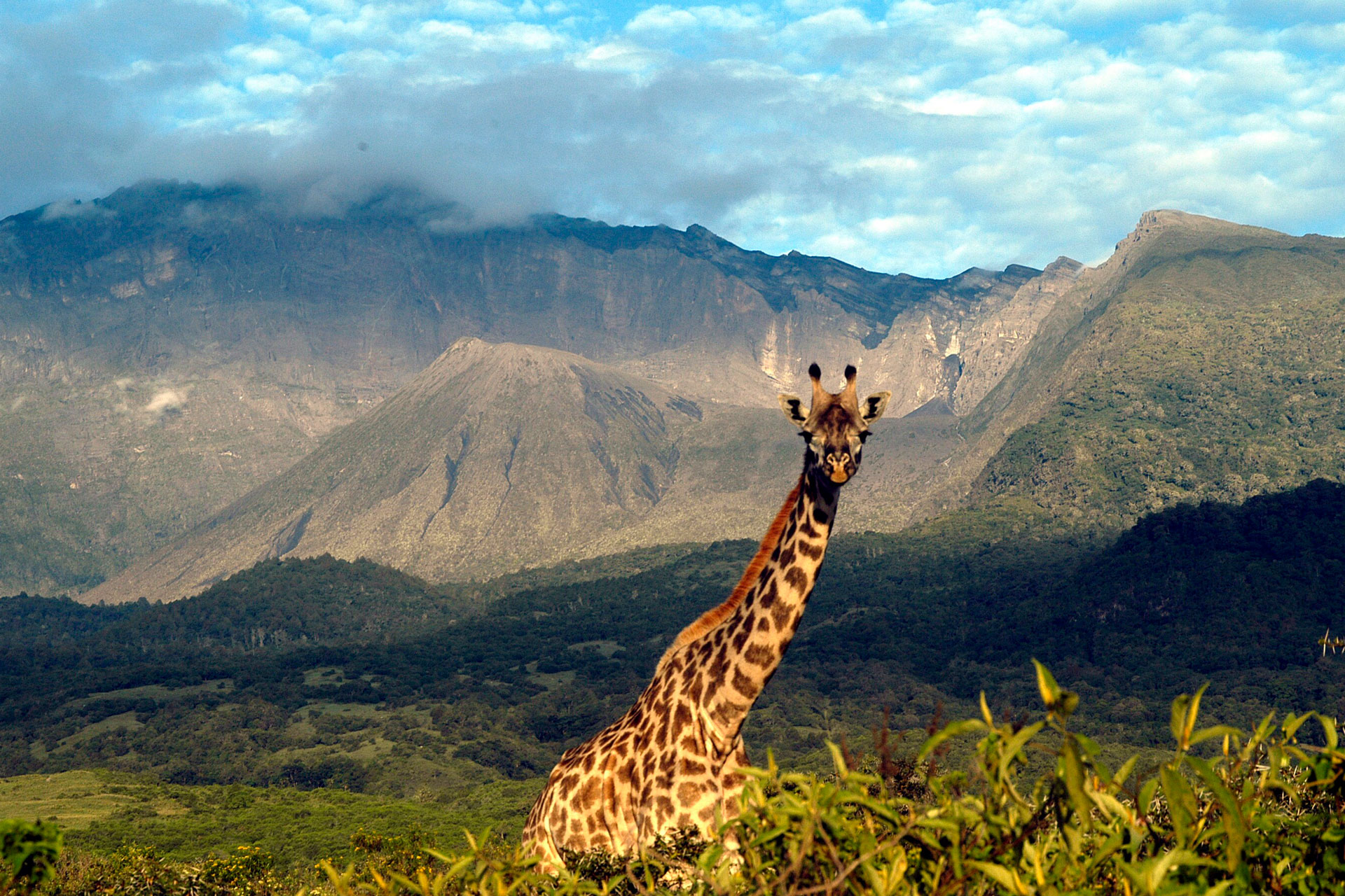 African giraffes in Arusha National Park on a Tanzania private safaris and tours