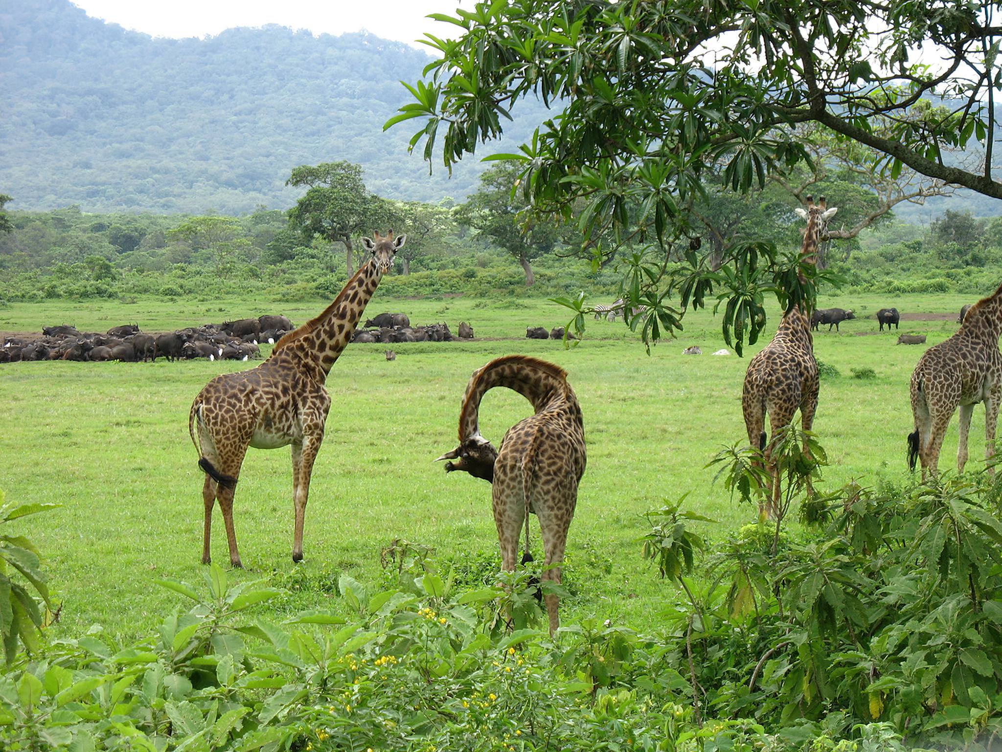 3-Day Serengeti and Ngorongoro Private Safari from Arusha