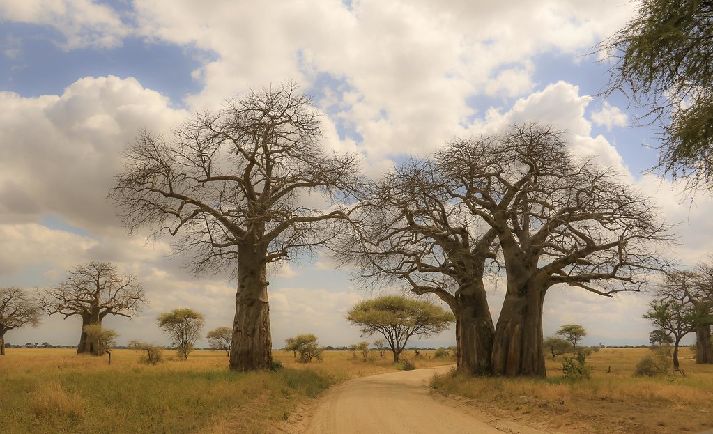 Majestic ancient baobab tree in Tarangire