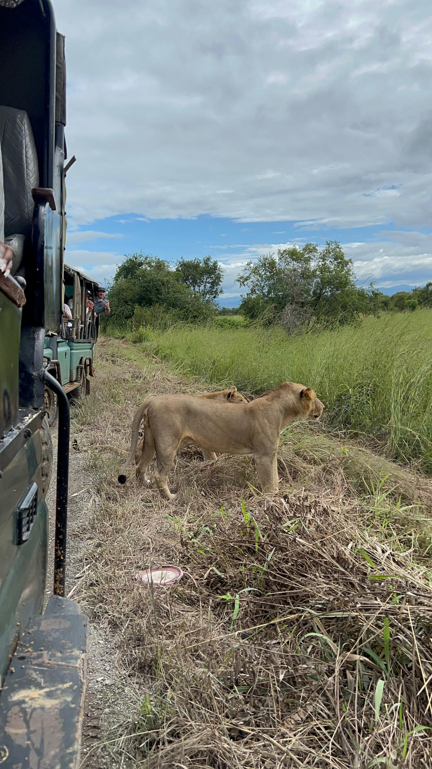 Best Time to Mikumi Safari Tour