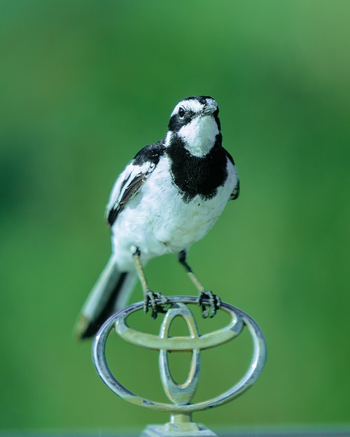 3 days lioness that's climbig trees 2026-2027