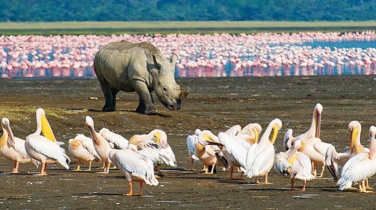 Black Rhino In Lake Manyara National Park