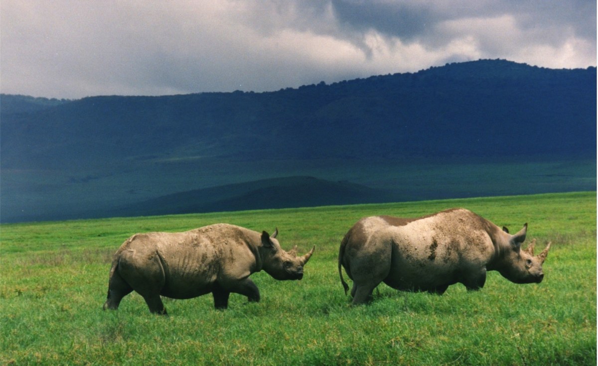 Black Rhino in Ngorongoro Crater