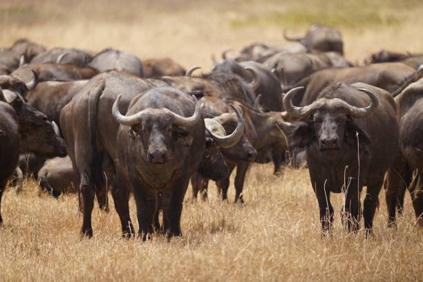 An endangered black rhino walking inside the Ngorongoro Crater floor