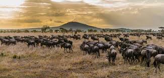 tarangire national parck shared group safari tour