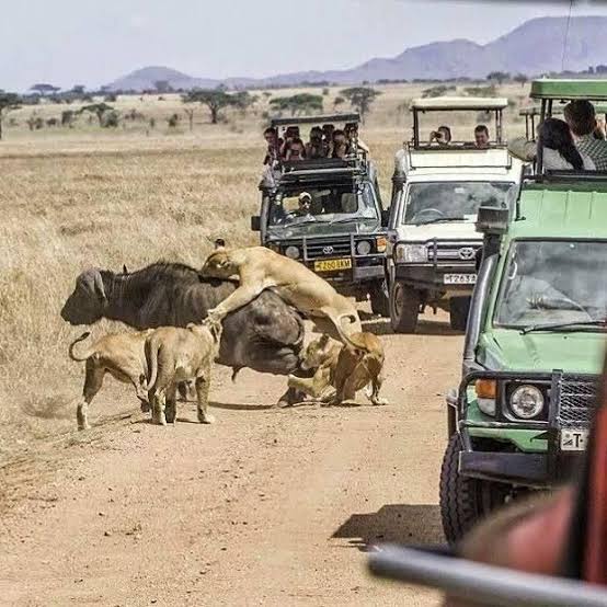 Exciting morning game drive exploring the wildlife and acacia-dotted plains of Central Serengeti National Park