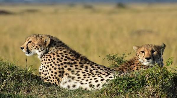 A wild cheetah tracking prey during a game drive in a southern Tanzania national park
