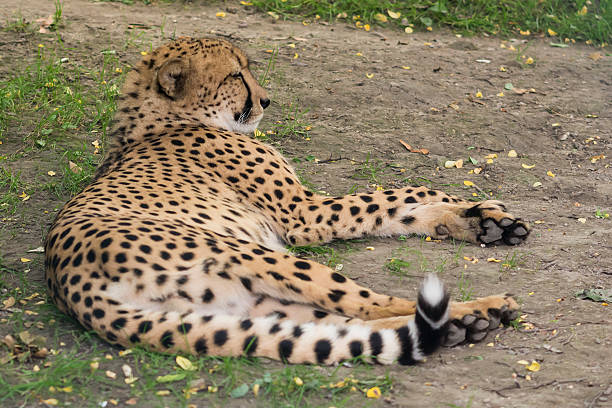 A wild cheetah relaxing in the shade during a private Tanzania safari drive