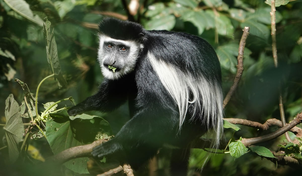 Black and white colobus monkey in Arusha National Park