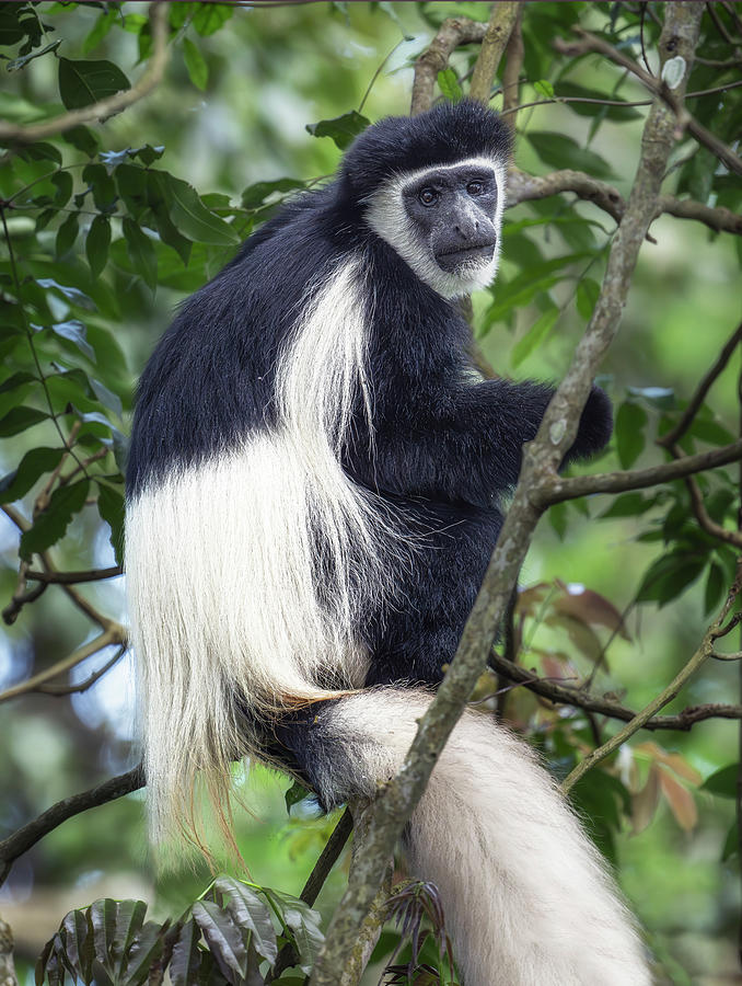 A black-and-white colobus monkey perched on a tree branch in Arusha National Park