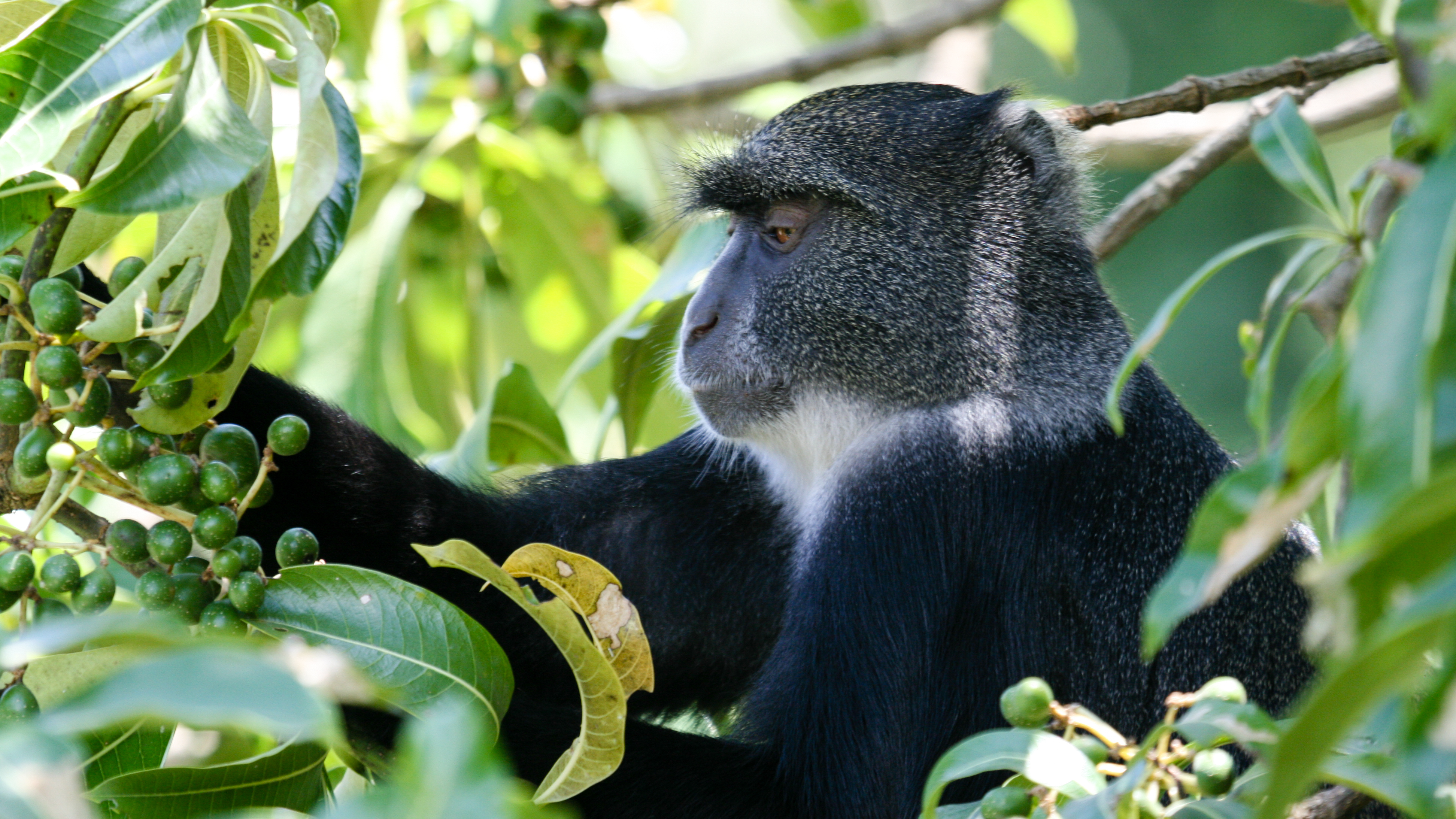 Arusha national park safari tour