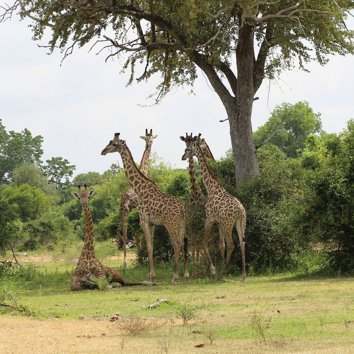 Tanzania Group Joining Safaris from Dar es Salaam