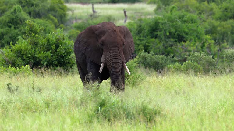 An African elephant relaxing in the shade during a private Tarangire National Park wildlife safari